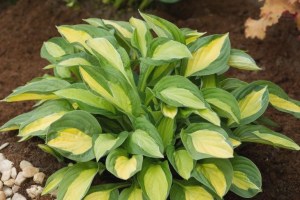 Hosta Gypsy Rose